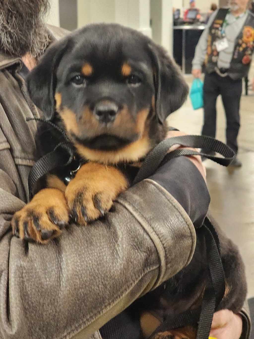 Colossal Onyx Rottweilers | 4956 Fifth Line, Erin, ON N0B 1T0, Canada | Phone: (519) 827-6620