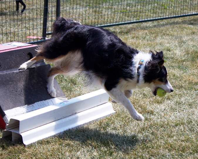 Mr Spot Dog Camp | 23 Country Club Dr, Kingston, ON K7M 9A4, Canada | Phone: (613) 530-7768