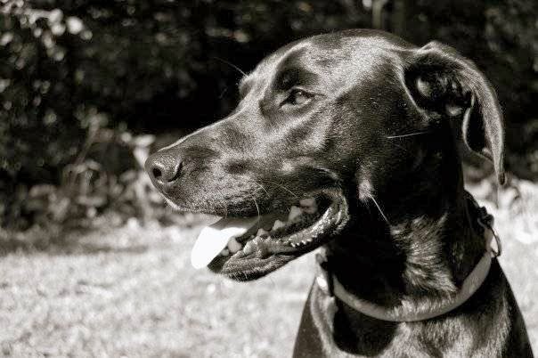 Centeno Kennels | 6207 151st Ave, Bainsville, ON K0C 1E0, Canada | Phone: (613) 662-3709