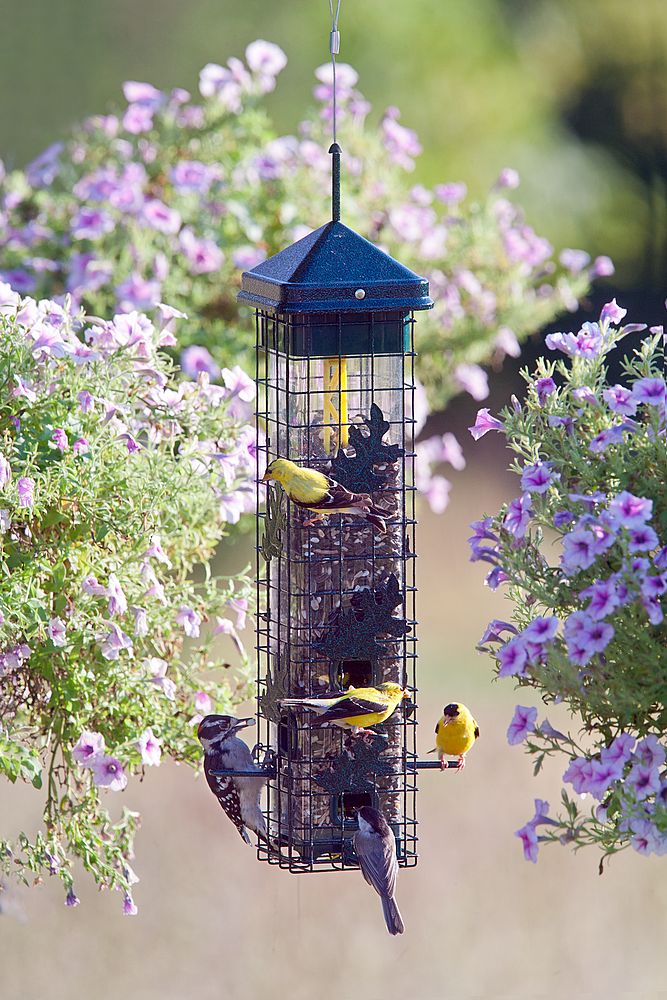 Brome Bird Care | 331 Chemin Knowlton, Knowlton, QC J0E 1V0, Canada | Phone: (800) 856-5685
