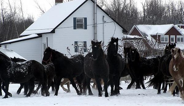 Écurie Kanadian élevage de chevaux canadiens | 923 4e Rang O, Saint-Simon, QC J0H, Canada | Phone: (514) 953-0673
