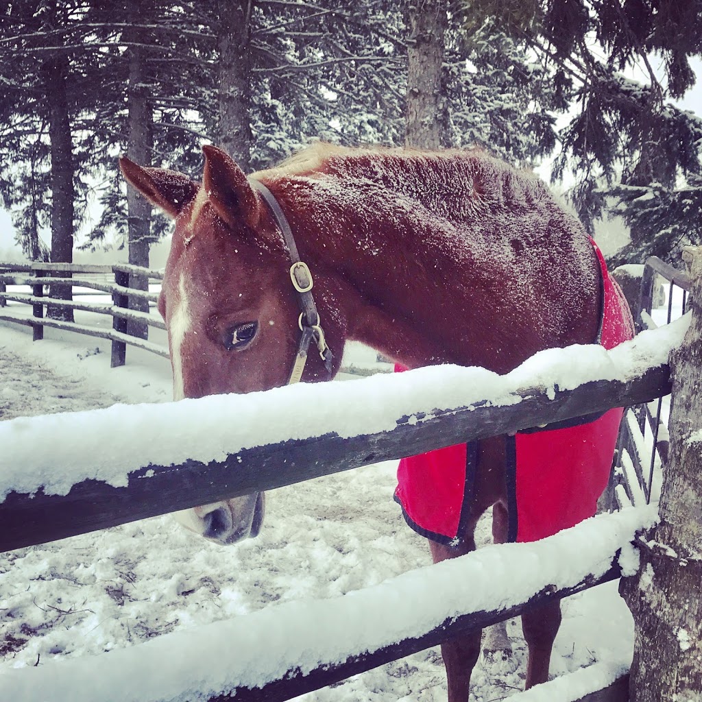 Nighswander Equestrian | 1675 St Johns Sideroad, Aurora, ON L4G 7C7, Canada | Phone: (905) 751-6771