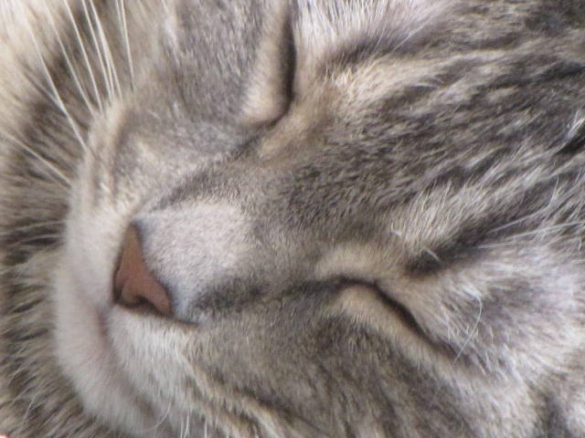 Beechwood Animal Hospital | 266 Beechwood Ave, Vanier, ON K1L 8A6, Canada | Phone: (613) 748-9820