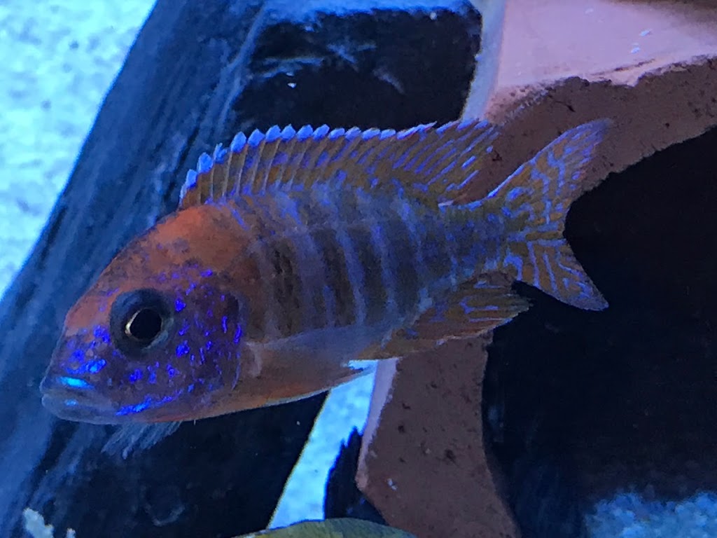 OTHS CICHLIDS | 525 Avenue Van Dyck, Brossard, QC J4W 2E4, Canada | Phone: (514) 503-5965