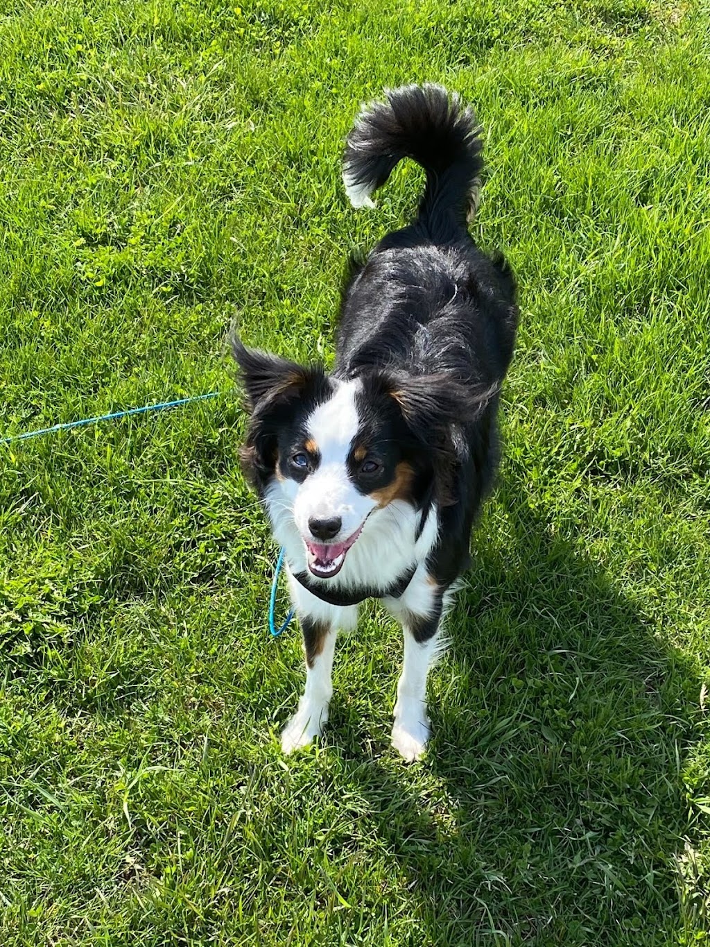 dog walking & boarding waggr durham | 1269 Belair Crescent, Oshawa, ON L1K 1G9, Canada | Phone: (416) 843-7344
