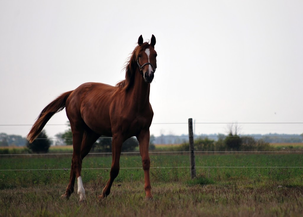Sand Cherry Stables | 1983 S Malden Rd, Essex, ON N8M 2X5, Canada | Phone: (519) 919-9760