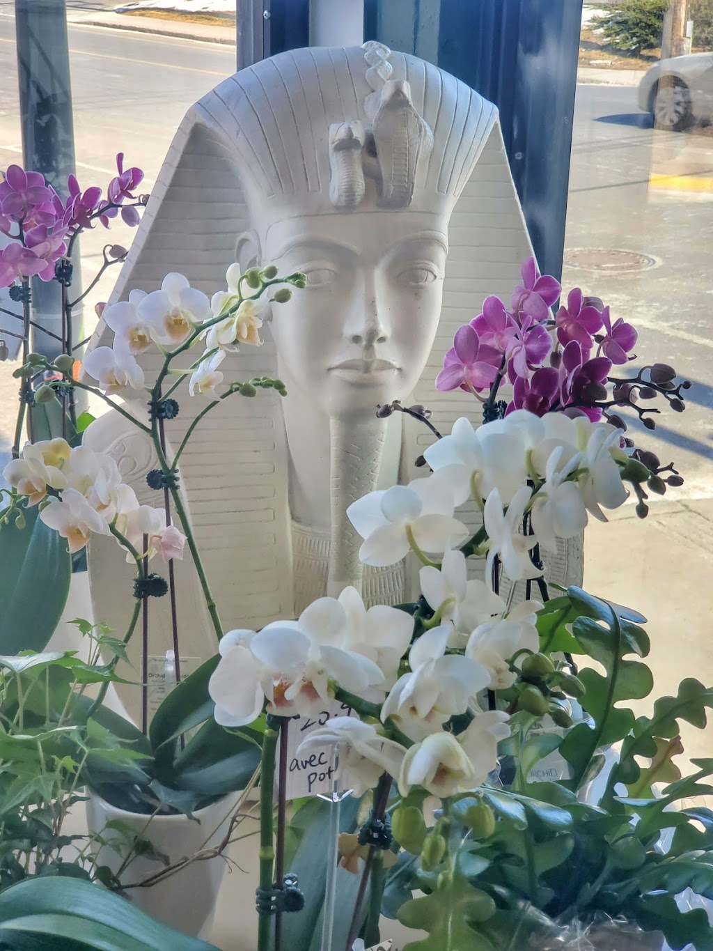 Lillipot - Boutique Florale | 3135 Rue Wellington, Verdun, QC H4G 1T2, Canada | Phone: (514) 507-2580