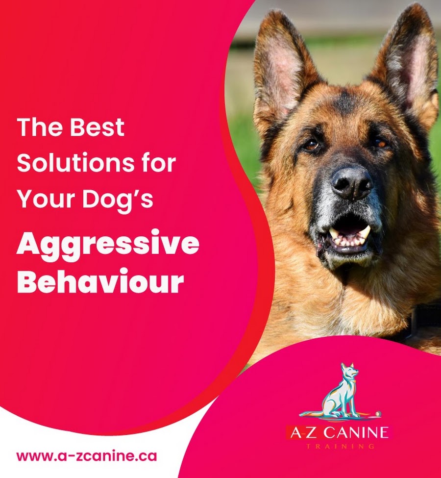 A-Z Canine Training | 7531 13th Ave, Burnaby, BC V3N 2E3, Canada | Phone: (604) 341-6509
