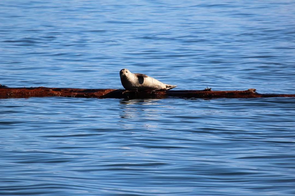 Victoria Boat Rentals | 9835 Seaport Pl, Sidney, BC V8L 4X3, Canada | Phone: (250) 508-9318