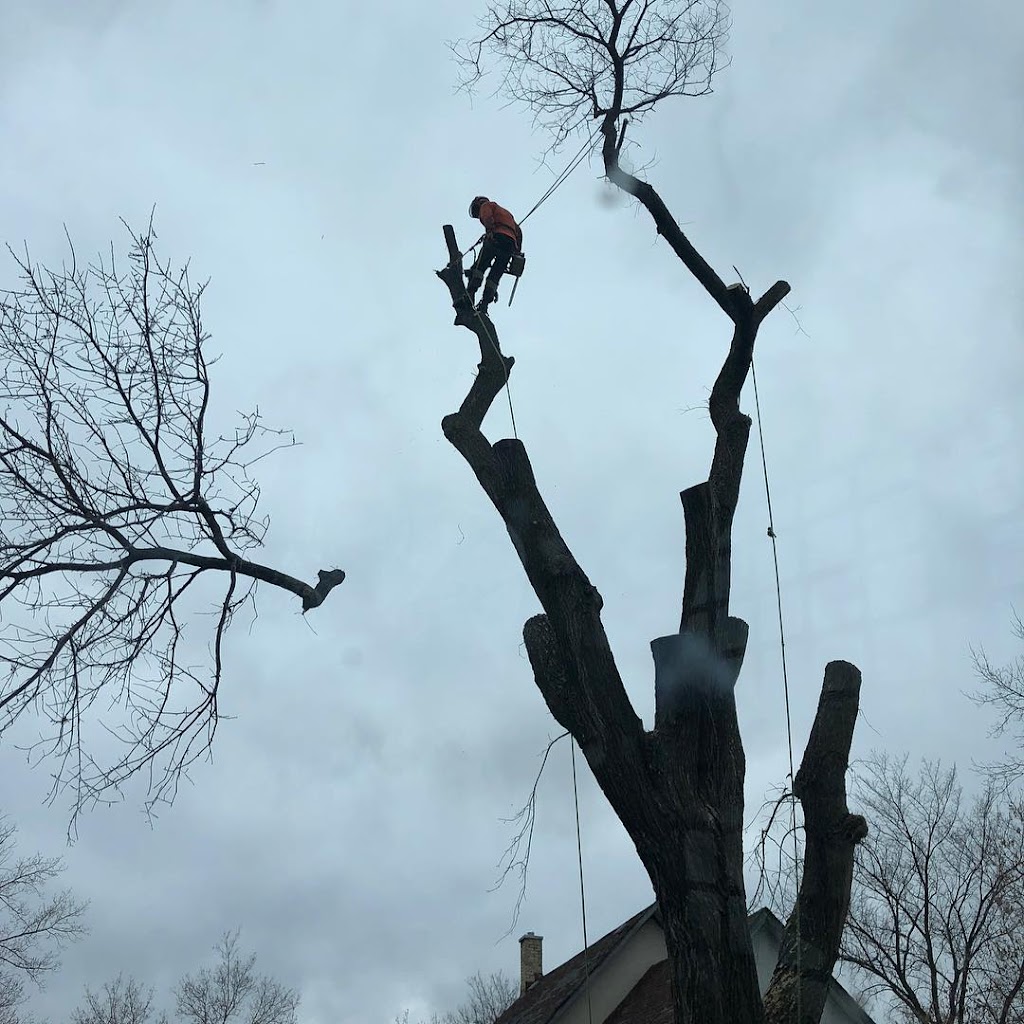 ASAP Tree & Stump Ltd | 130 Haarsma St, East Saint Paul, MB R2E 0M8, Canada | Phone: (204) 663-3889