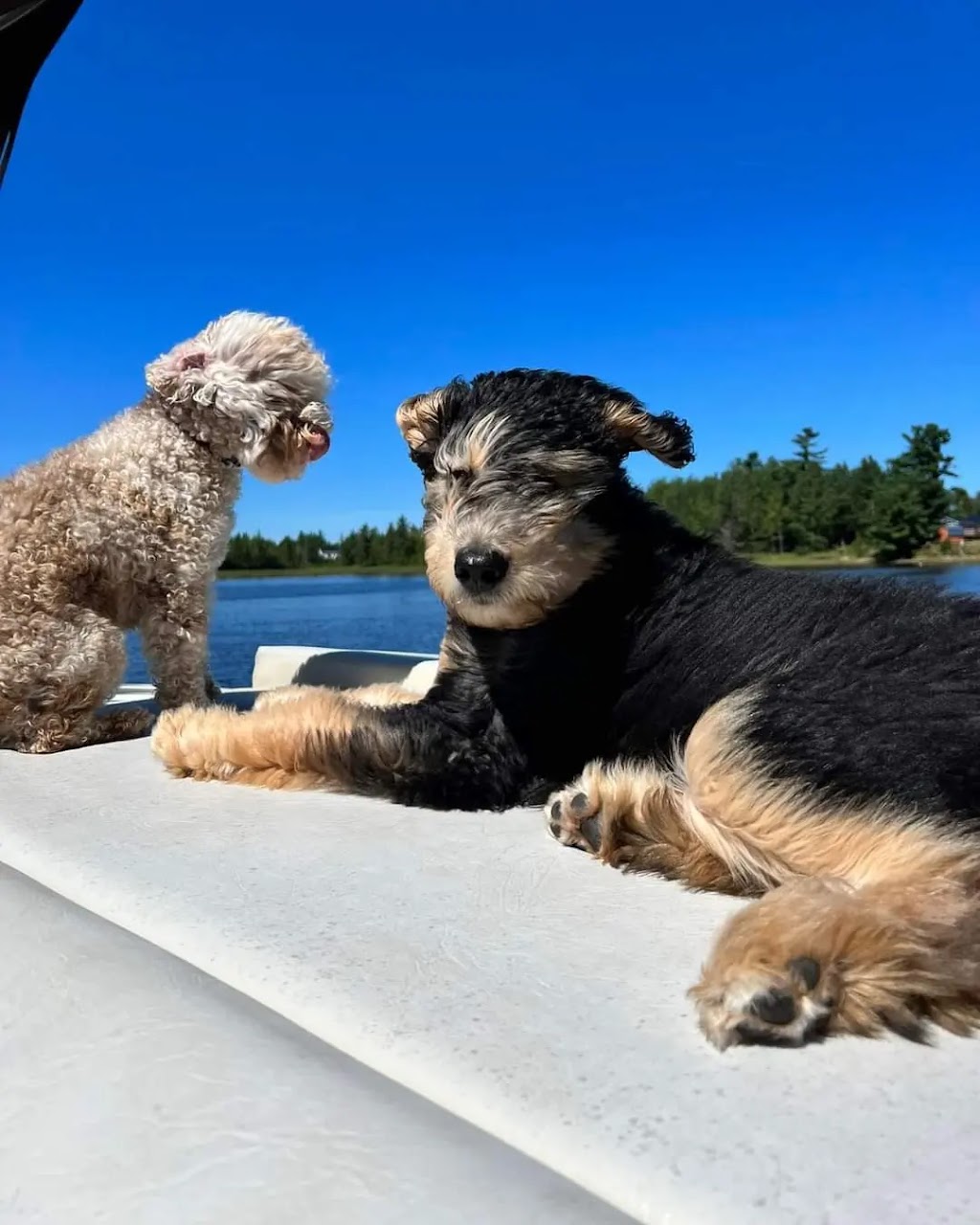 Better with a Bernedoodle | Berry Mills Rd, Berry Mills, NB E1G 0M4, Canada | Phone: (506) 227-3191