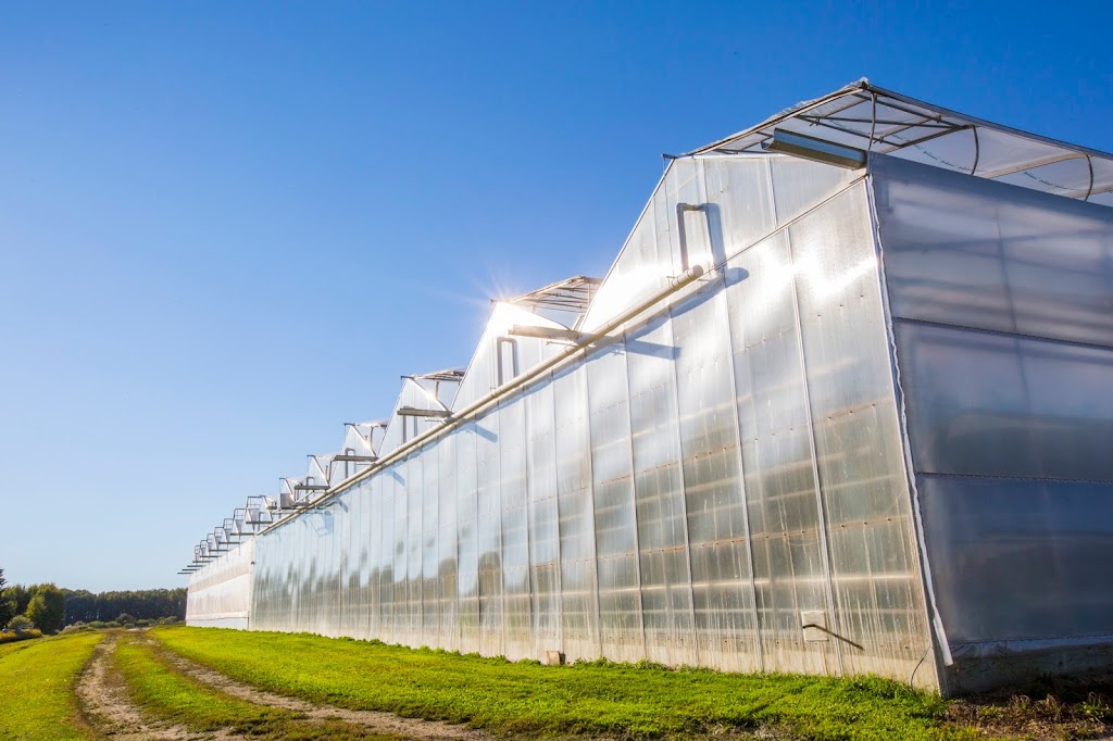 Gull Valley Greenhouses | 40120 Range Rd 283, Alberta T4M 0X7, Canada | Phone: (403) 885-2242