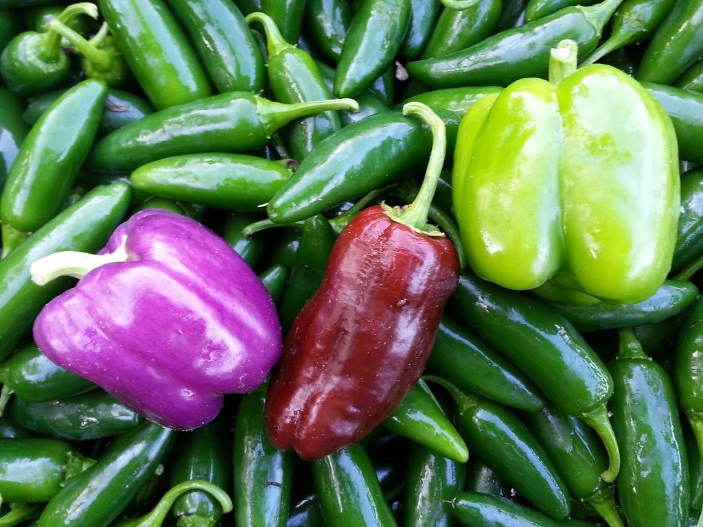 Wheelbarrow Farm | 535 Durham Regional Rd 13, Sunderland, ON L0C 1H0, Canada | Phone: (647) 335-3190