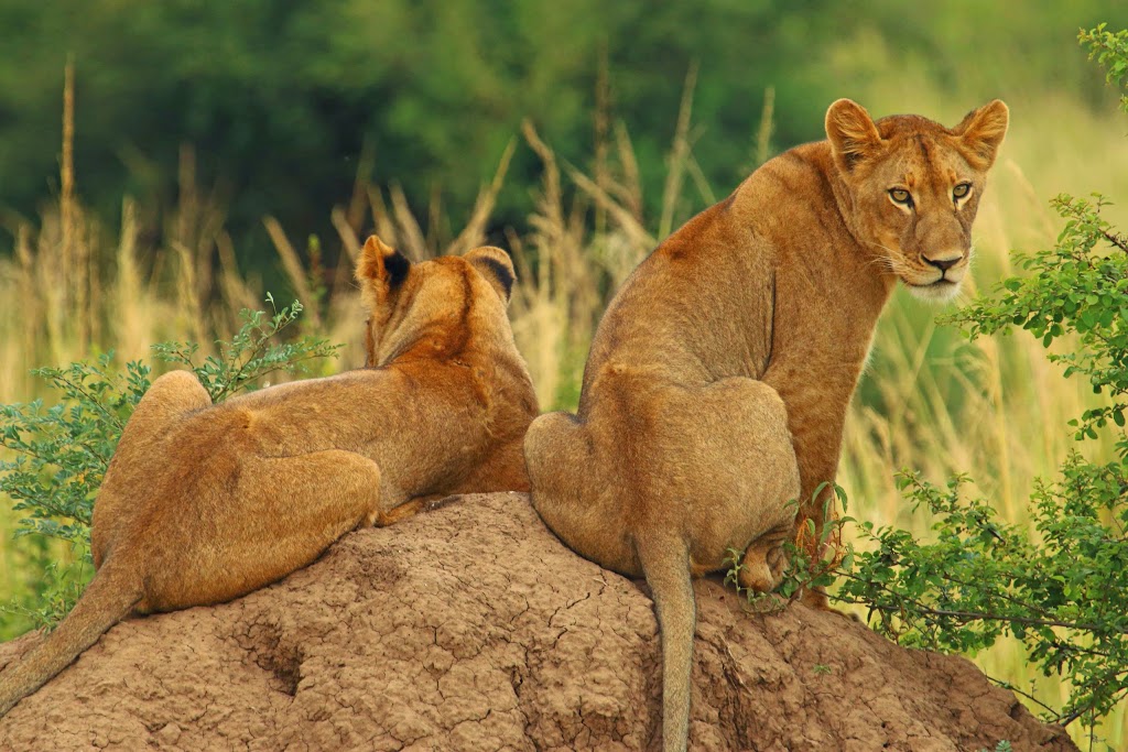 Explorations Africa | 236 Sunset Point, Cochrane, AB T4C 0L2, Canada | Phone: (403) 981-5558