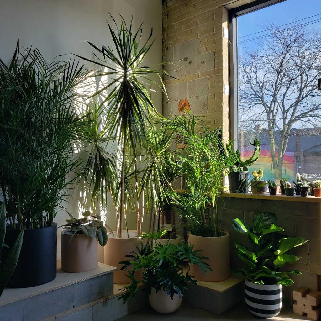 Dynasty Plant Shop | 1250 Dupont St Unit 1, Toronto, ON M6H 2A4, Canada | Phone: (416) 588-8383