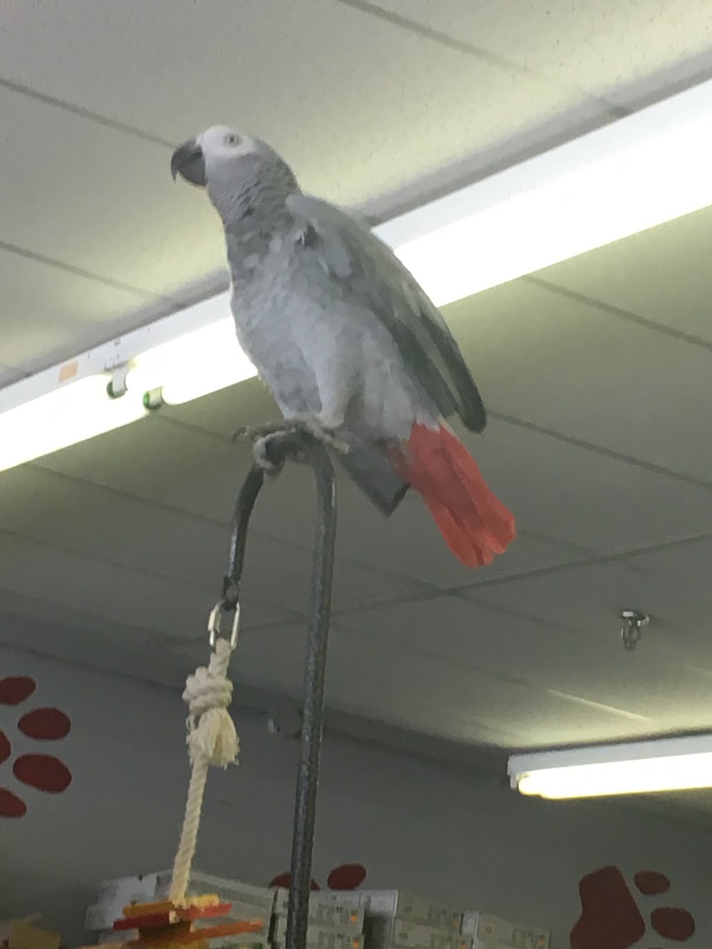 Pet Paradise | 28A-1111 Davis Dr, Newmarket, ON L3Y 9E5, Canada | Phone: (905) 853-7387