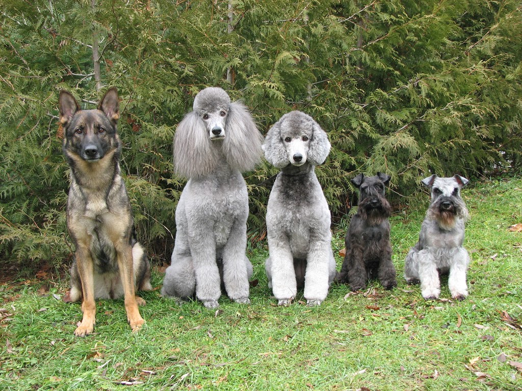 Beyond the Pines K9 Centre | 255 Scugog Line 6, Port Perry, ON L9L 1B2, Canada | Phone: (905) 985-3461