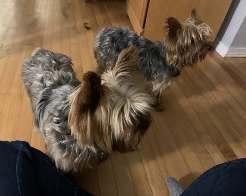 Cute Little Paws | 16 St Louis Rd, Winnipeg, MB R2M 3J5, Canada | Phone: (403) 918-8461