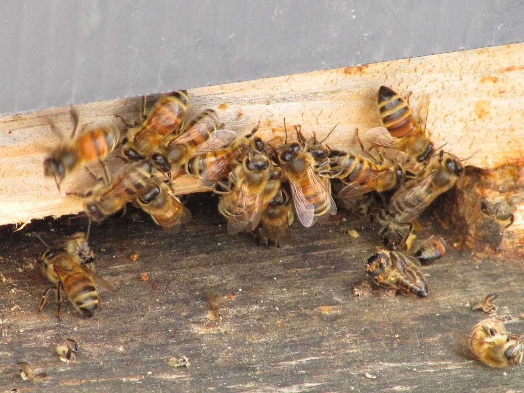 Iona Honey Niagara | 2460 Victoria Ave, Saint Anns, ON L0R 1Y0, Canada | Phone: (289) 440-1922