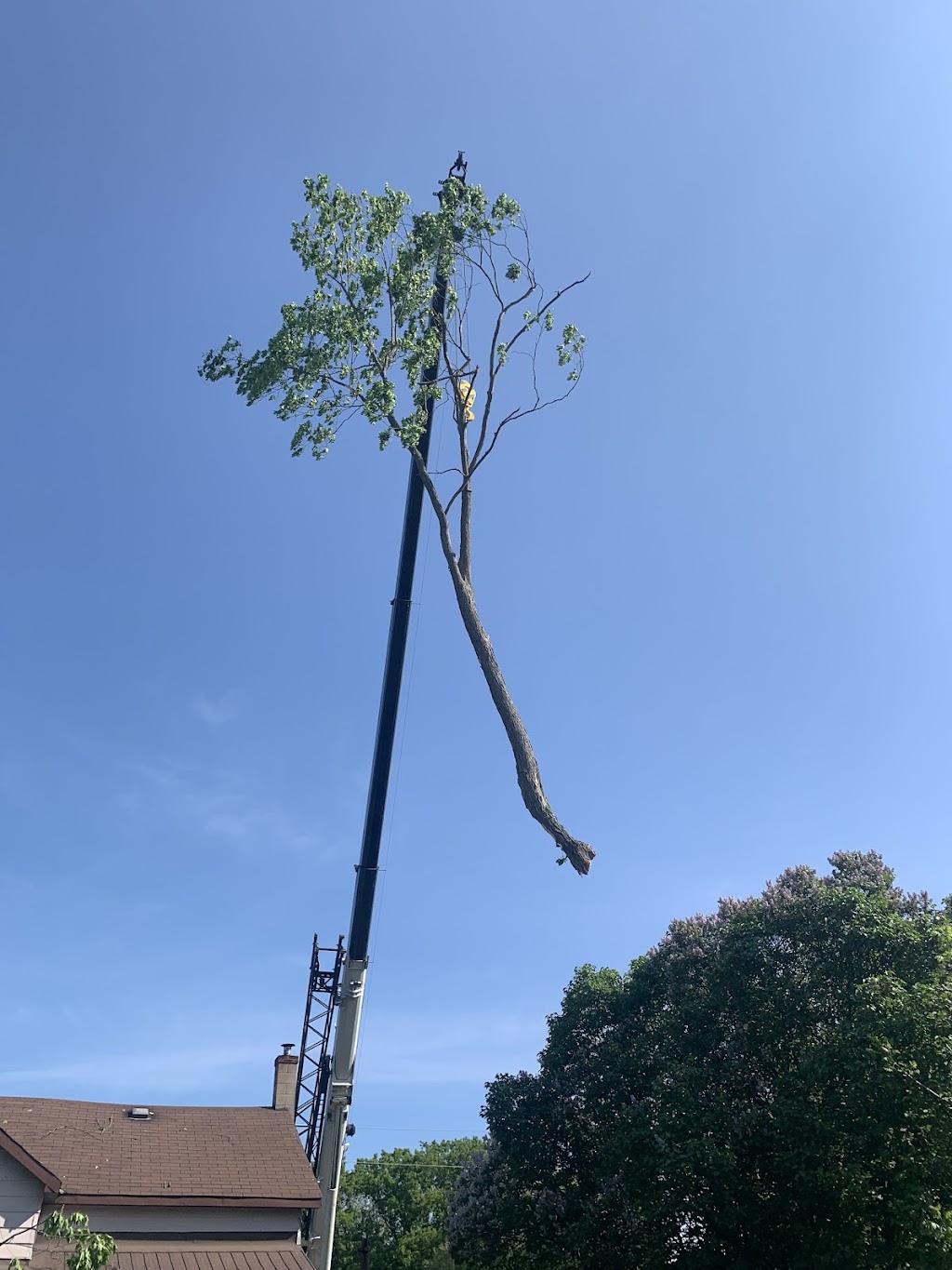 Timbertech Tree Care | 654 Airport Rd, Stirling, ON K0K 3E0, Canada | Phone: (613) 968-1897