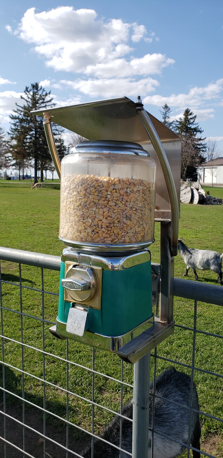 Goats on 86 | 5428 Perth County Line 86, Listowel, ON N4W 3G8, Canada