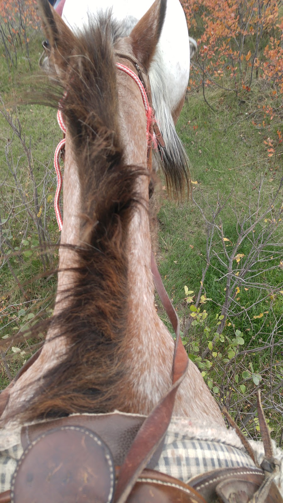 Dallas Valley Ranch Camp | Box 779, Lumsden, SK S0G 3C0, Canada | Phone: (306) 731-3348