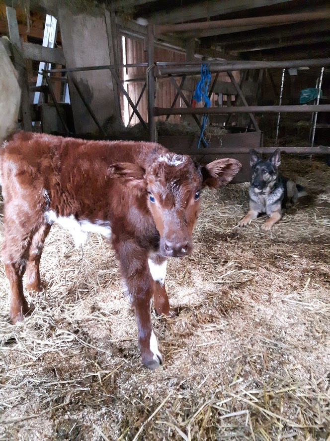 EIEIO Farm and Greenhouses | 503 Cornwall Rd, Blockhouse, NS B0J 1E0, Canada | Phone: (902) 624-9636