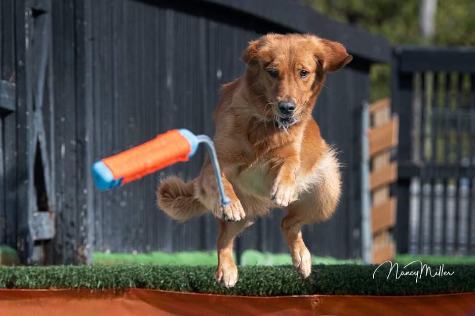Cedar Grove Goldens | Blairhampton Rd, Minden, ON K0M 2K0, Canada | Phone: (705) 854-0959