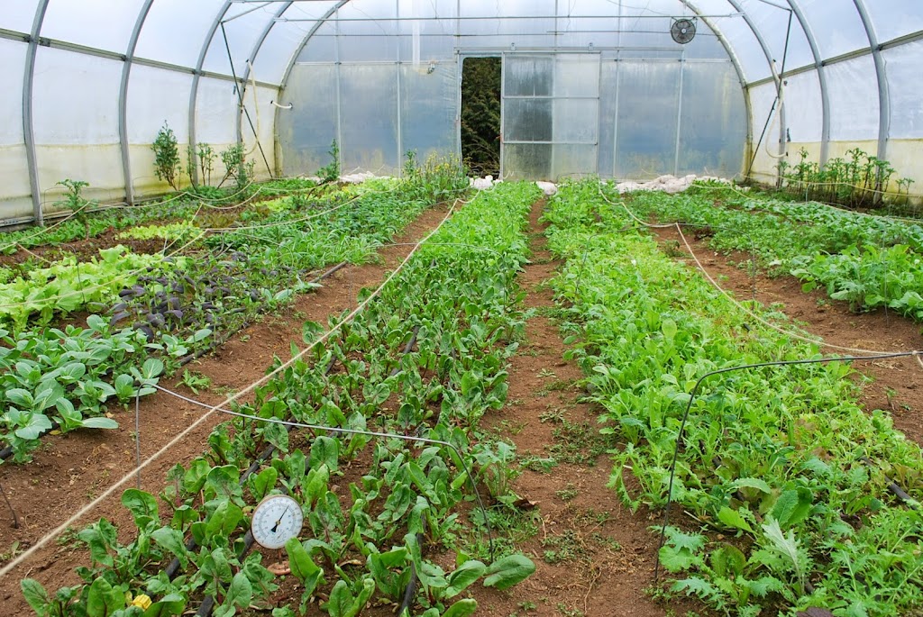 Shalefield Organic Gardens | 41381 Henderson Rd, Lindell Beach, BC V2R 4X5, Canada | Phone: (604) 858-8337