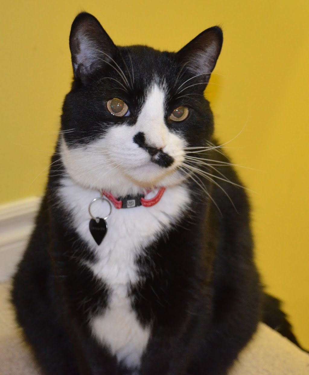 Galt Animal Hospital | 156 Hespeler Rd, Cambridge, ON N1R 6V7, Canada | Phone: (519) 621-1980
