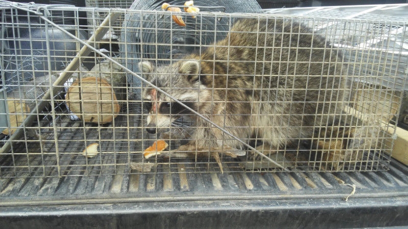 Durapest Wildlife Removal and Pest Control | 3 Swales Crescent, Brampton, ON L6R 0G4, Canada | Phone: (905) 782-6332