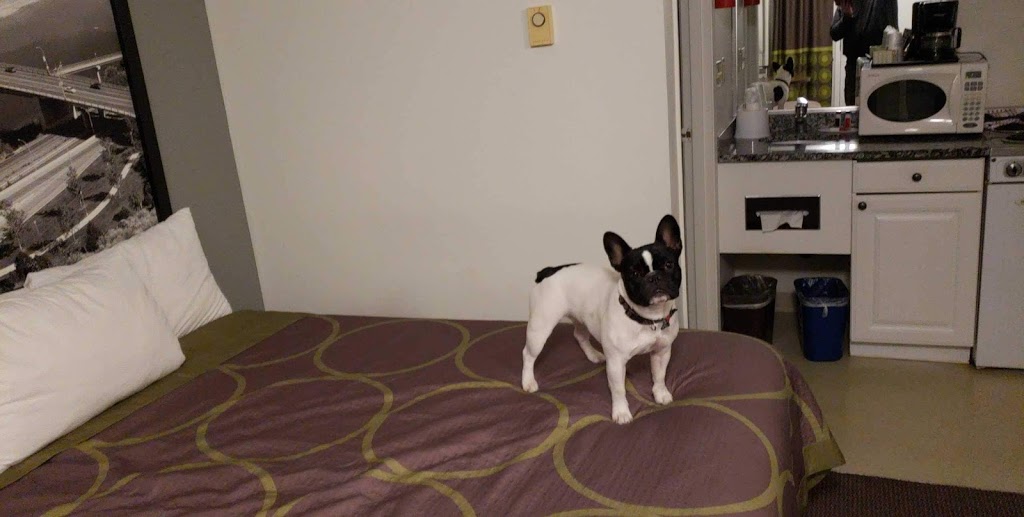 Seafair Animal Hospital Ltd | 8671 No 1 Rd, Richmond, BC V7C 1V1, Canada | Phone: (604) 272-5253
