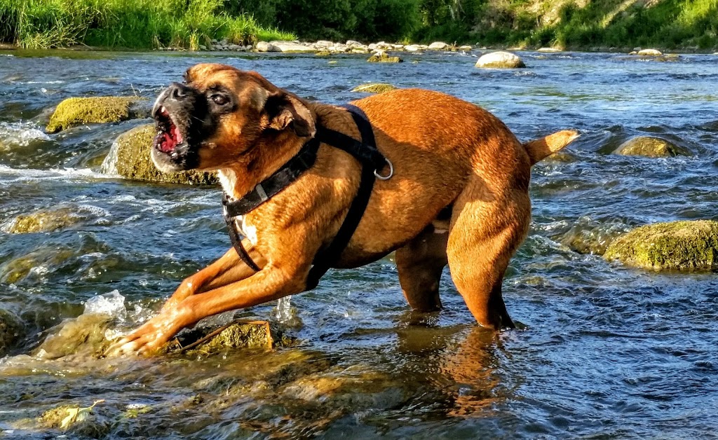 Wadhams Road Animal Care Center | 635 Wadhams Rd, Kimball, MI 48074, USA | Phone: (810) 367-6115