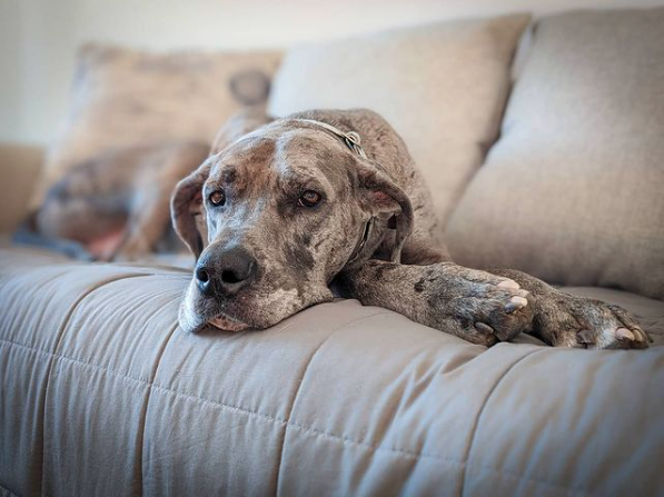 Terra Nova Canines | 23861 8 Ave, Langley, BC V2Z 2X8, Canada | Phone: (778) 549-7939