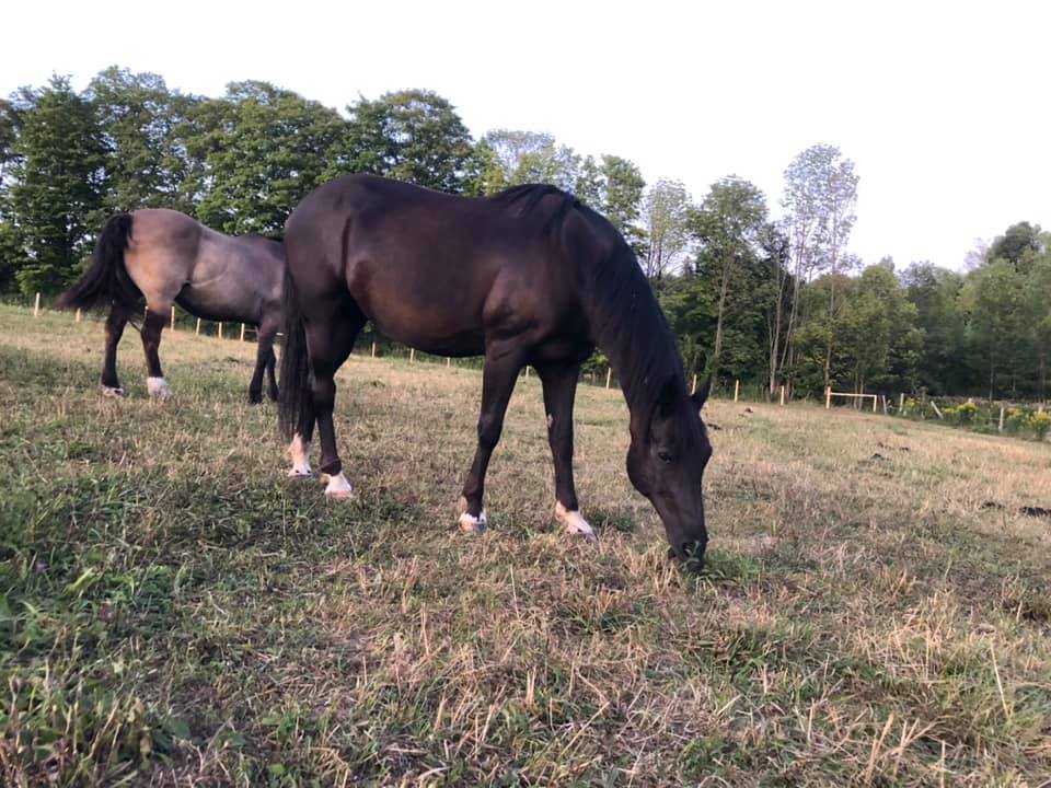 Aisling Farms | 202045, ON-21, Owen Sound, ON N4K 5N7, Canada | Phone: (519) 377-7031