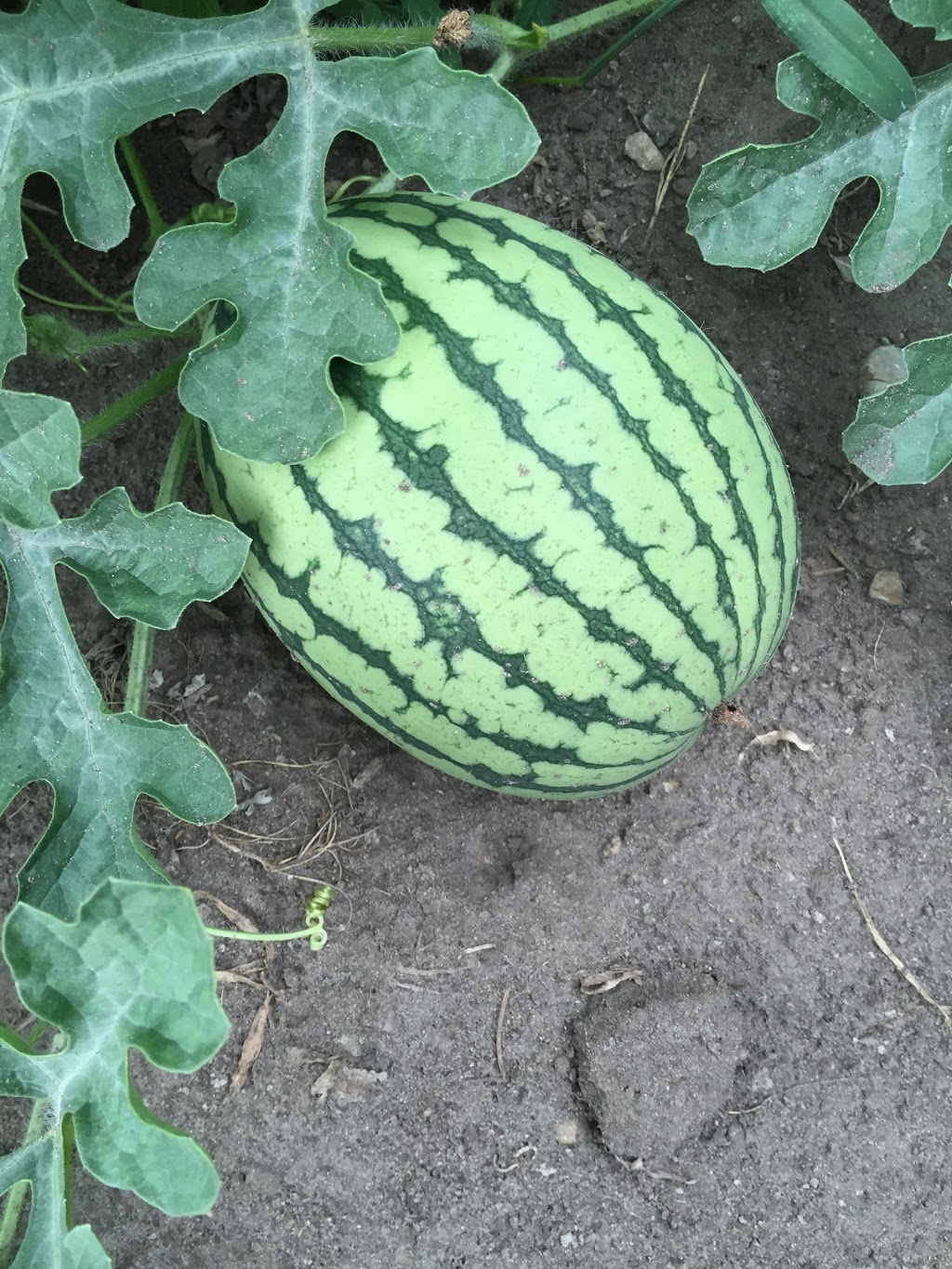 Grumpas Organic Greenhouses | 7871 Concession Rd 3, Lisle, ON L0M 1M0, Canada | Phone: (705) 424-9920