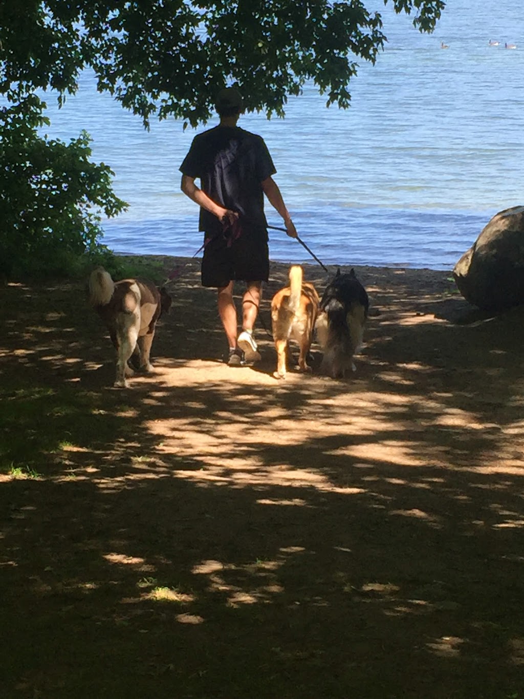 The Bark Park | 7343 Poplar Sideroad, Collingwood, ON L9Y 3Z1, Canada | Phone: (705) 888-4948