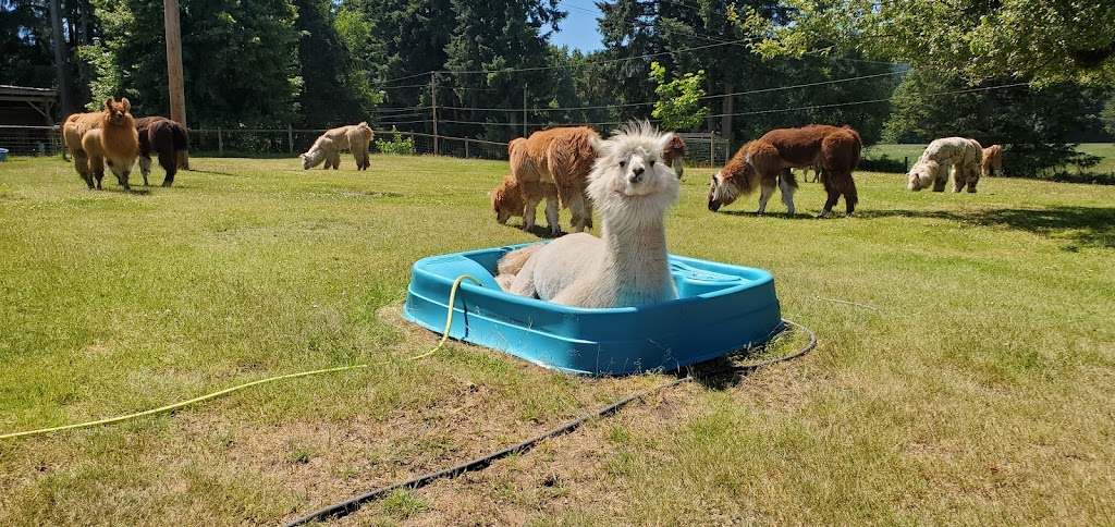 Woosterville Mini-Llama Farm | 4135 Hillbank Rd, Duncan, BC V9L 6M1, Canada | Phone: (250) 815-0210