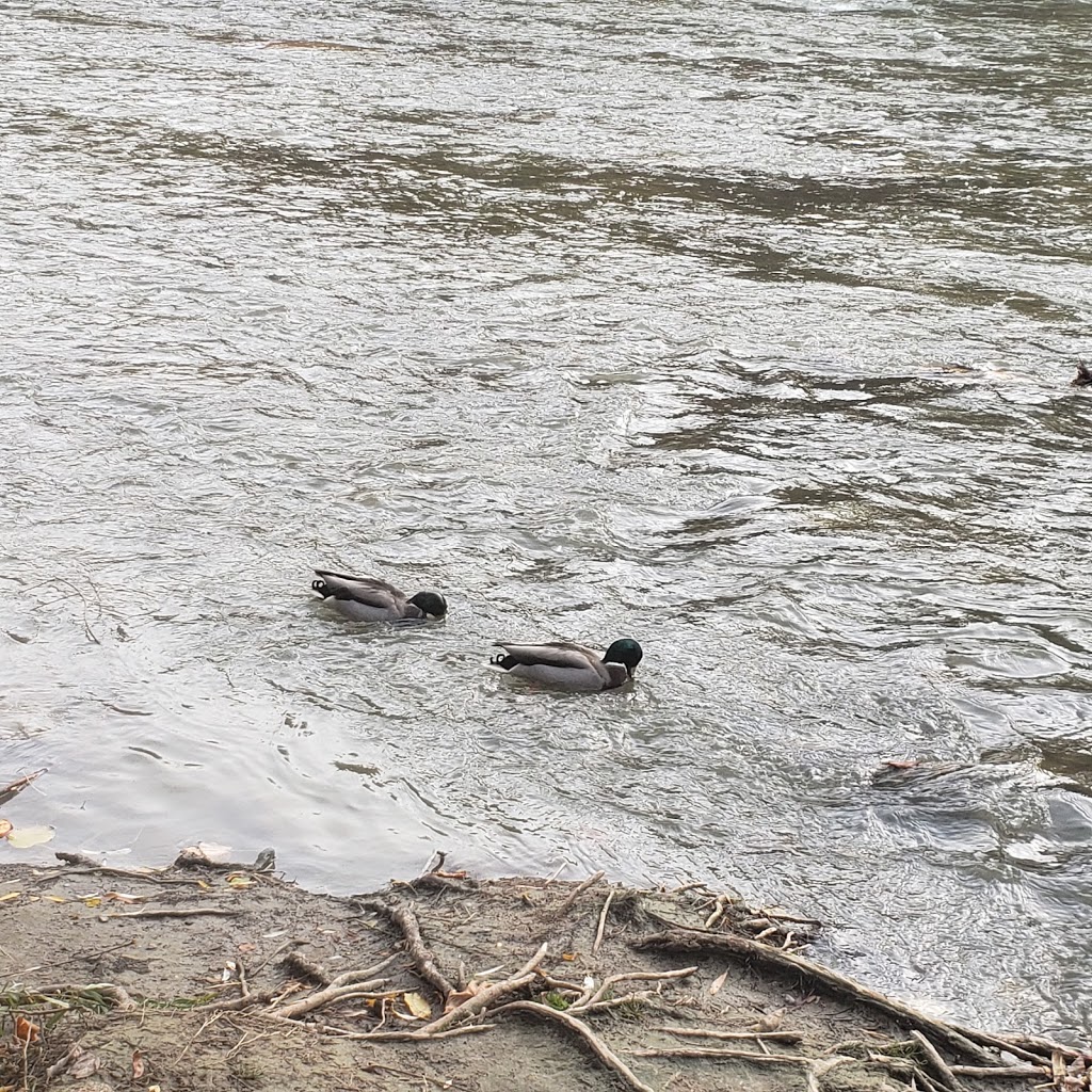 Weston Lions Park | 135 Humber River Recreational Trail, Toronto, ON M9N 1H7, Canada | Phone: (416) 338-4386