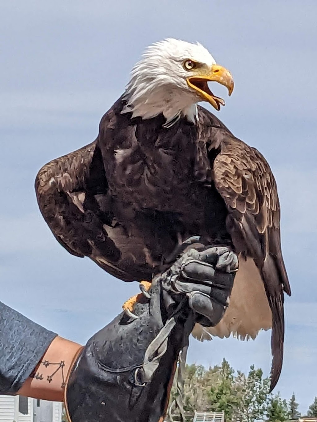 Alberta Birds of Prey Foundation | 2124 16 Ave, Coaldale, AB T1M 1J8, Canada | Phone: (403) 345-4262