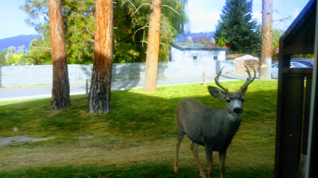 Marysville Lions Housing Society | 916 307 Ave, Kimberley, BC V1A 3K6, Canada | Phone: (250) 427-3515