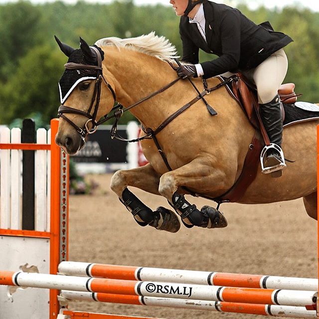 The Meadows Equine | 2495 Lloydtown Aurora Side Road, King City, ON L7B 1A3, Canada | Phone: (905) 841-9879