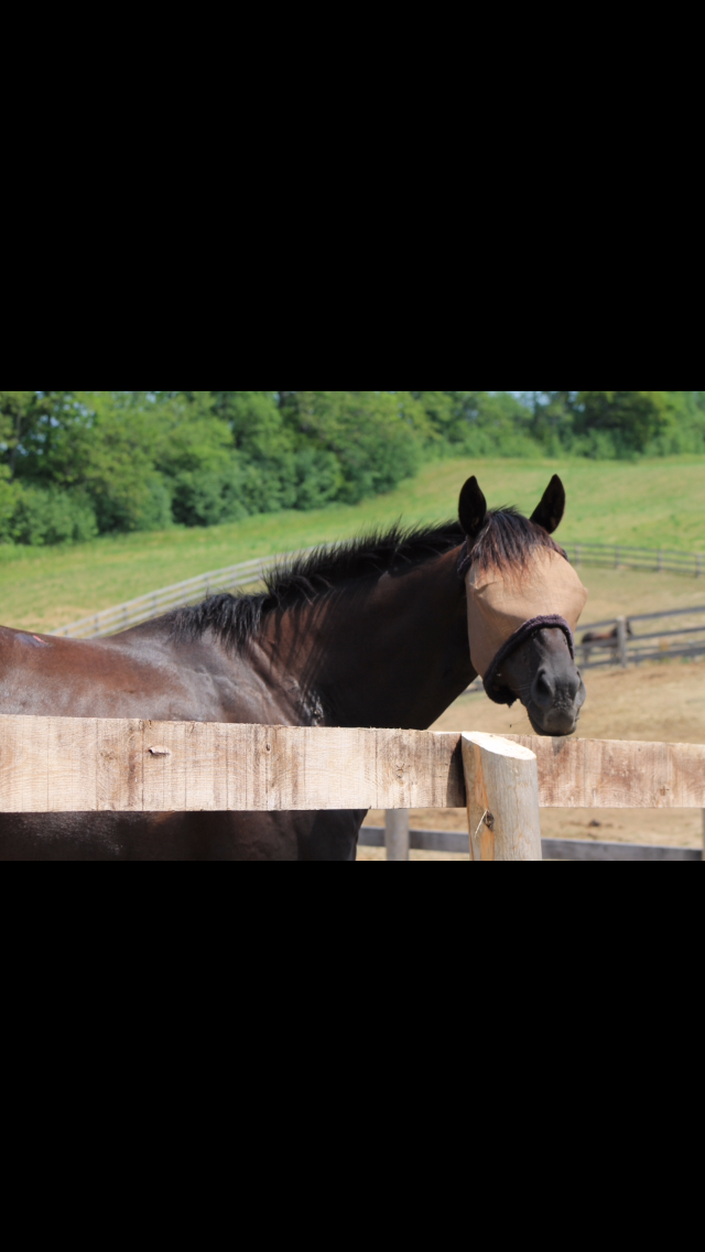 Briary Farm | 10351 Lake Ridge Rd, Port Perry, ON L9L 1V7, Canada | Phone: (416) 709-1826
