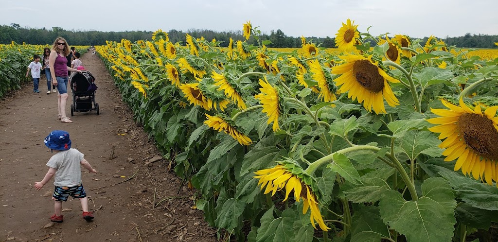 Bogle Seeds | 572 Safari Rd, Millgrove, ON L8B 1S7, Canada | Phone: (905) 689-4073