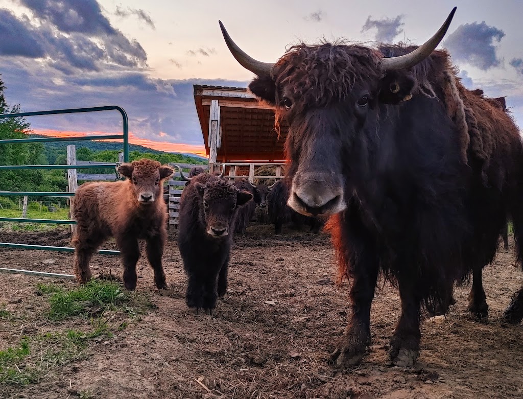 FERME YAKITIYACK S.E.N.C. | 193 Chem. Mountain Road, Bolton-Est, QC J0E 1G0, Canada | Phone: (819) 679-7872