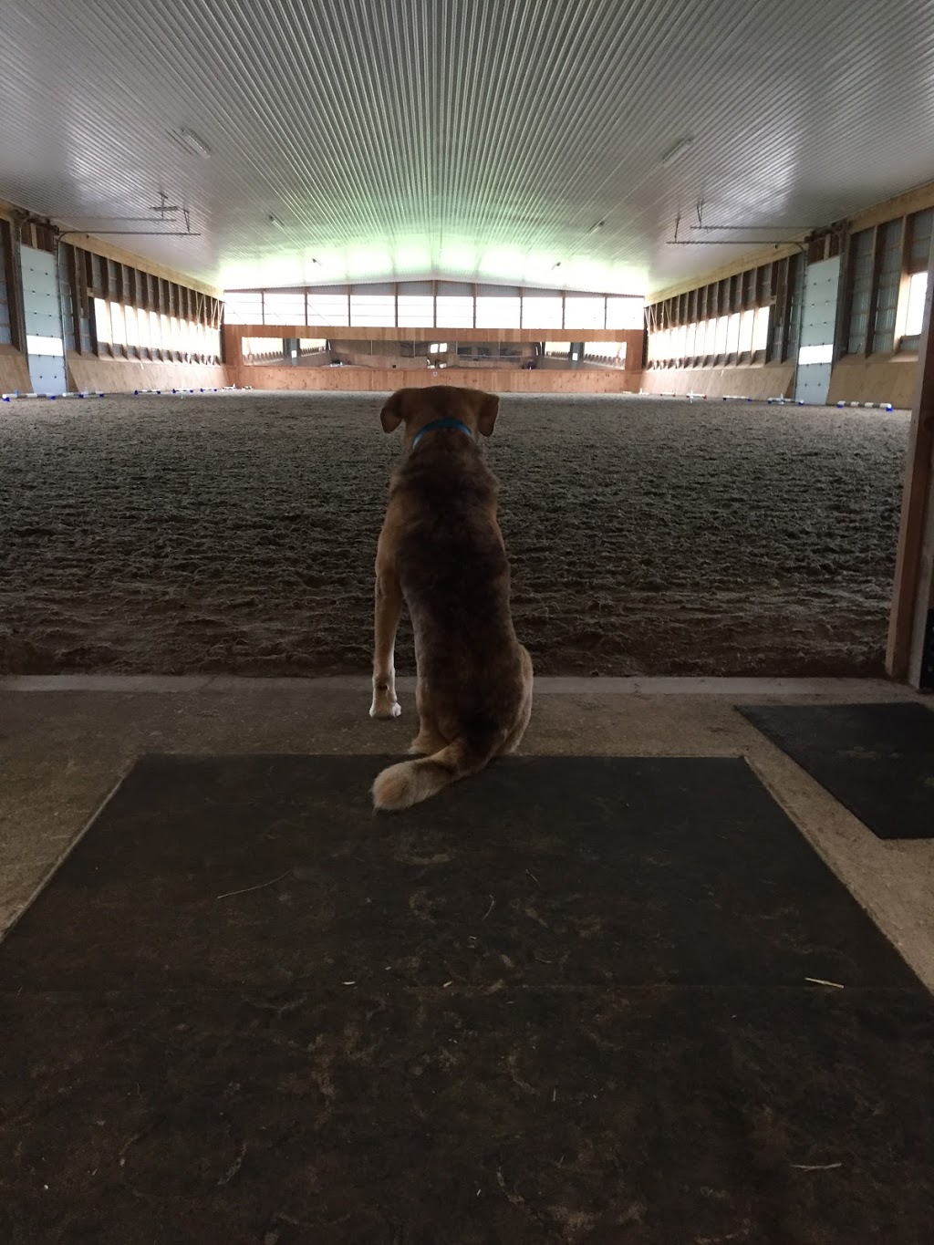 Harmony Ridge Equestrian Center | Grey Highlands, ON N0H 1J0, Canada | Phone: (705) 888-7669