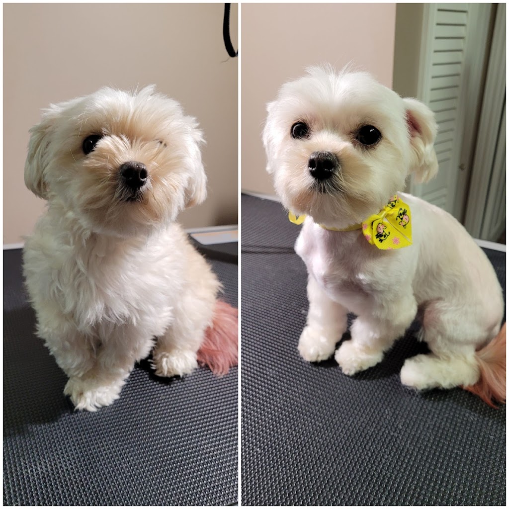 Emilias Pet Grooming & Pet Portraits | 100 Maureen Ave, Welland, ON L3C 4H6, Canada | Phone: (647) 204-0788