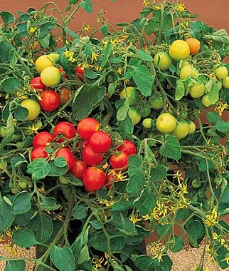 Pépinière Jean Gagné | 19 Rue Langlois, Saint-Lambert-de-Lauzon, QC G0S 2W0, Canada | Phone: (418) 889-9161