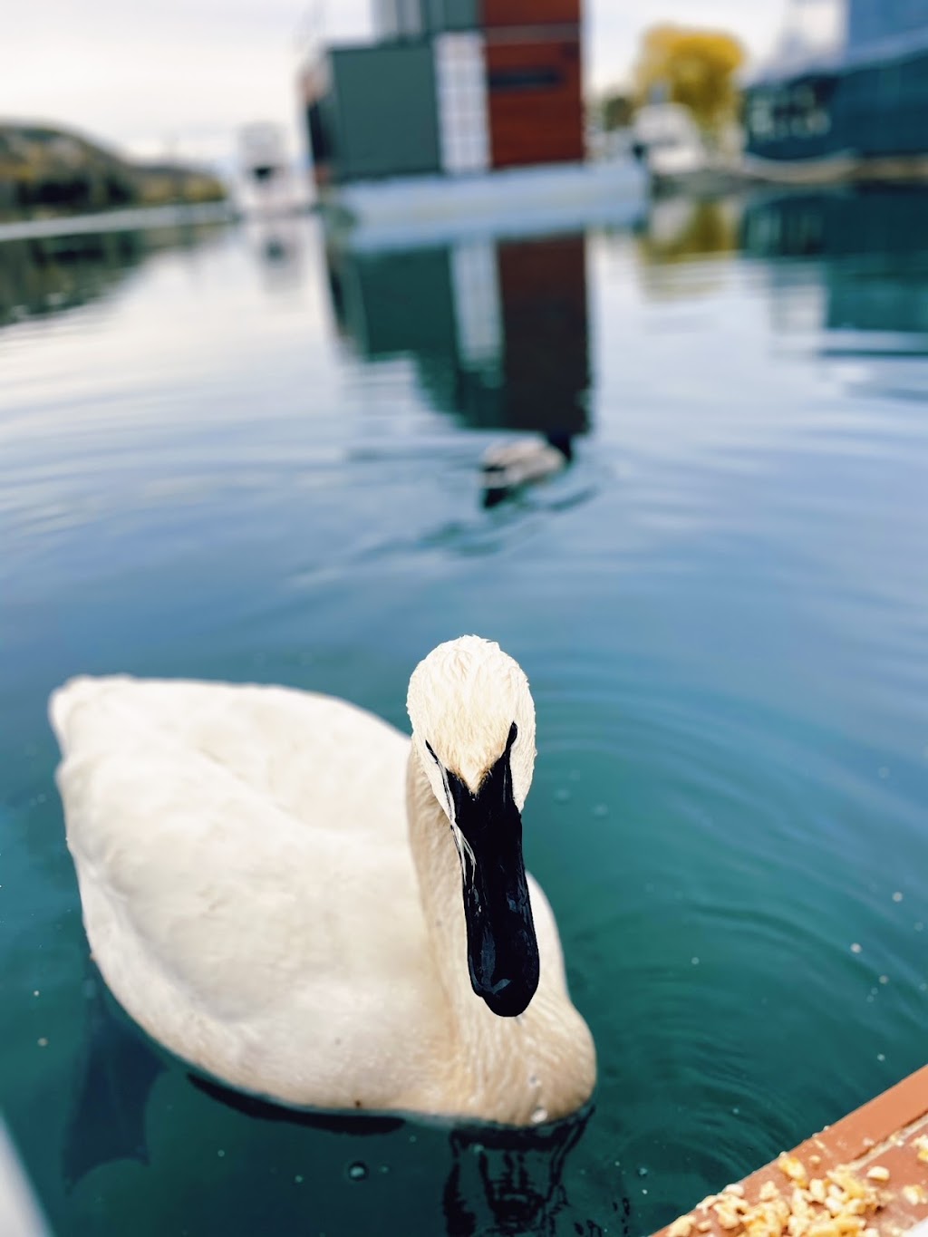 Toronto Floating Homes | 1 Brimley Rd S, Scarborough, ON M1M 3W3, Canada | Phone: (437) 221-4692
