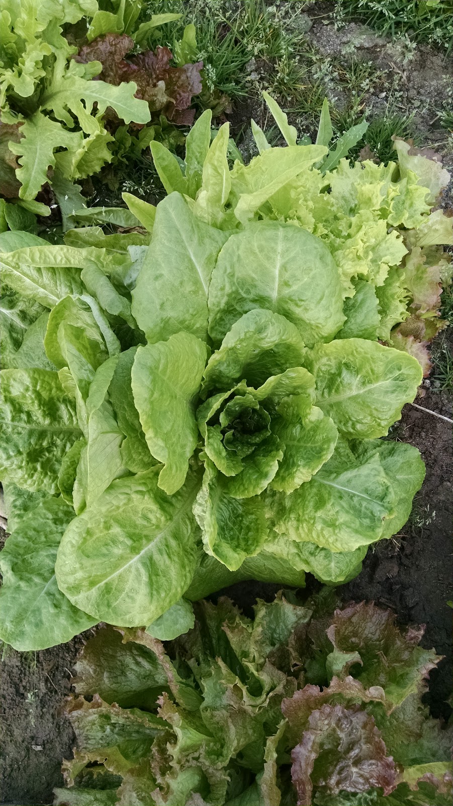 Mid-Thumb Produce | 8510 St Clair Rd, Lexington, MI 48450, USA | Phone: (810) 304-3480